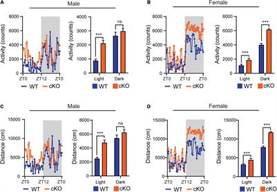 Neural Hyperactivity Is a Core Pathophysiological Change Induced by Deletion of a High Autism Risk Gene Ash1L in the Mouse Brain